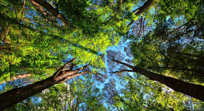 200 ezer fát ültettek el a Nemzeti Faültetés Napján