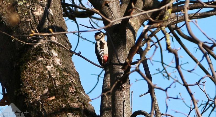 Némi fátyolfelhő, sok-sok napsütéssel