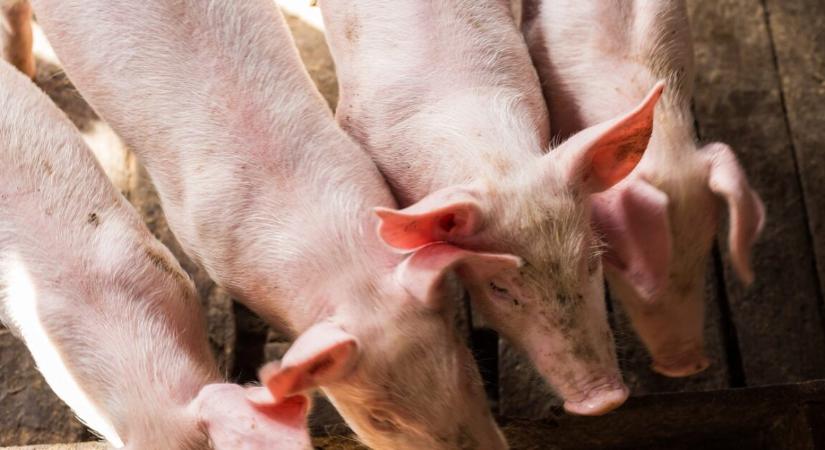 6 000 sertés pusztult el egy pusztító tűzben – óriási a kár