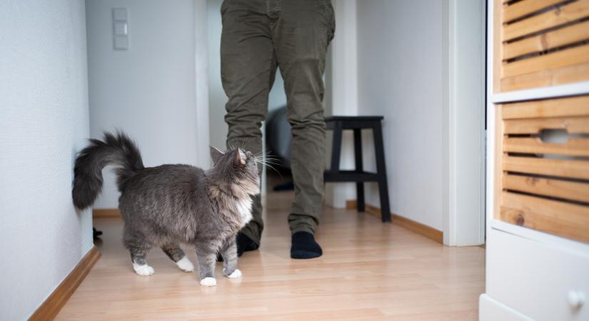 Miért vannak folyton láb alatt a macskák? – Ezt kommunikálja vele kedvenced