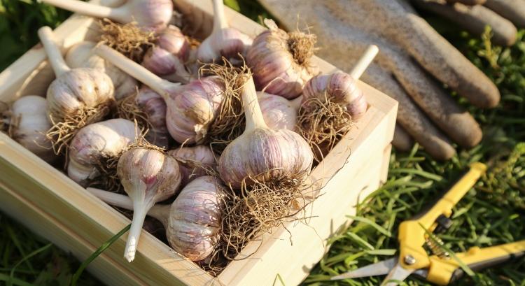 Kínai fokhagyma: árban verhetetlen, kvótában szűk