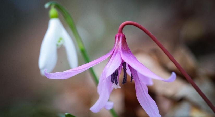 Időjárás Vasban: mutatjuk, mi vár ránk a héten!
