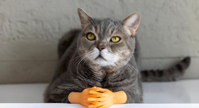 A 2 legnagyobb előítélet, ami miatt sokan nem akarnak macskát tartani