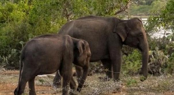 Megtaposta az elefánt a magyar professzort, későn került kórházba