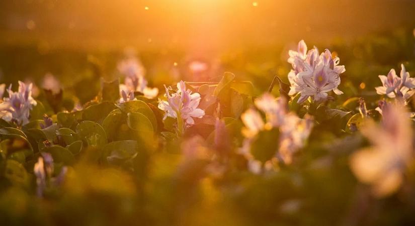 Végre megérkezett a tavasz