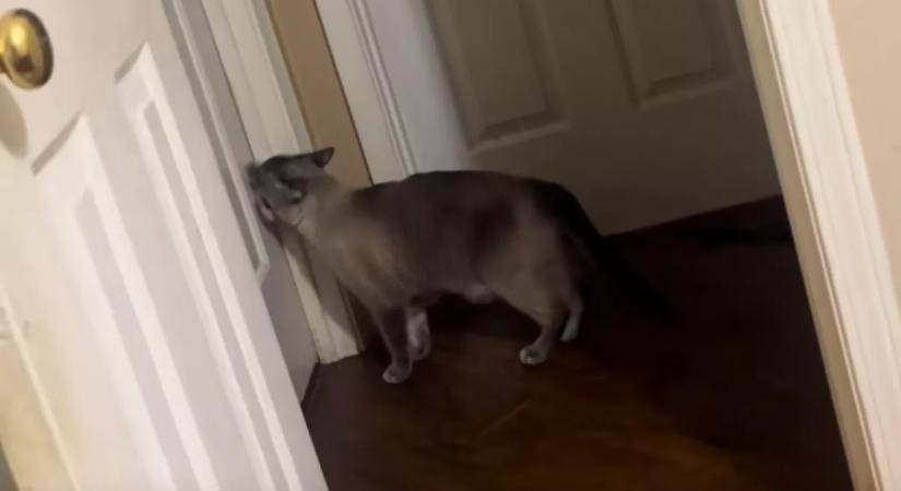 Elerednek a nő könnyei, amikor meglátja, mit csinál a macskája minden este