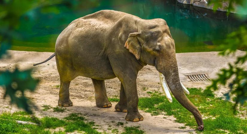 Kiderült, hogy ki volt a Srí Lanka-i elefánttámadás magyar áldozata – emberi mulasztás is hozzájárulhatott a halálához