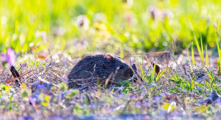 Hogy ne ismétlődhessen meg a pocokinvázió