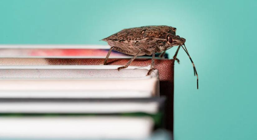 Hamarosan indul az invázió – Ezek a filléres trükkök a leghatékonyabbak a poloskák ellen