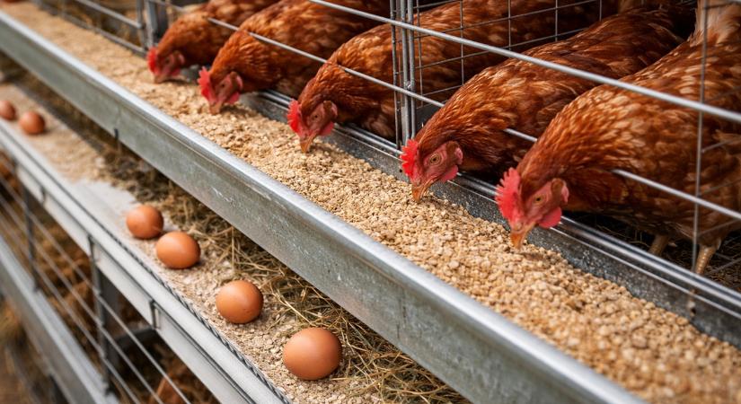 Megmozdult a tojás ára – Mi áll a háttérben?