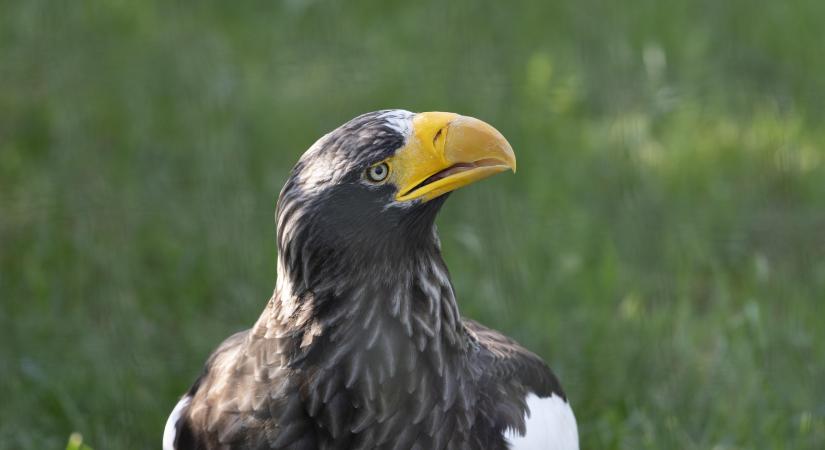 Elkészült a 2026. évi 23. Országos Sasleltár