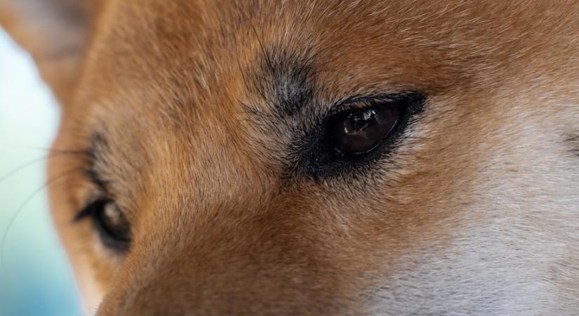 Kiderült, a kutyák tényleg örömkönnyeket hullatnak, amikor hazatérünk hozzájuk - új kutatás