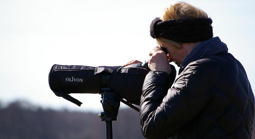Alig él pár példány ebből az állatból az országban, Hajdú-Biharban kettőt is láttak