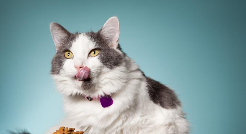 Allergia vagy intolerancia? Mi a teendő, ha ezekre gyanakszol cicádnál?