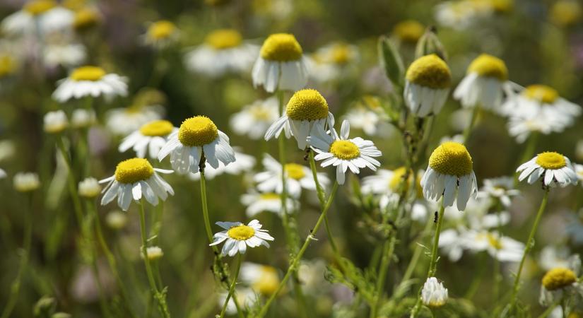 Ismét fókuszban a gyógynövények