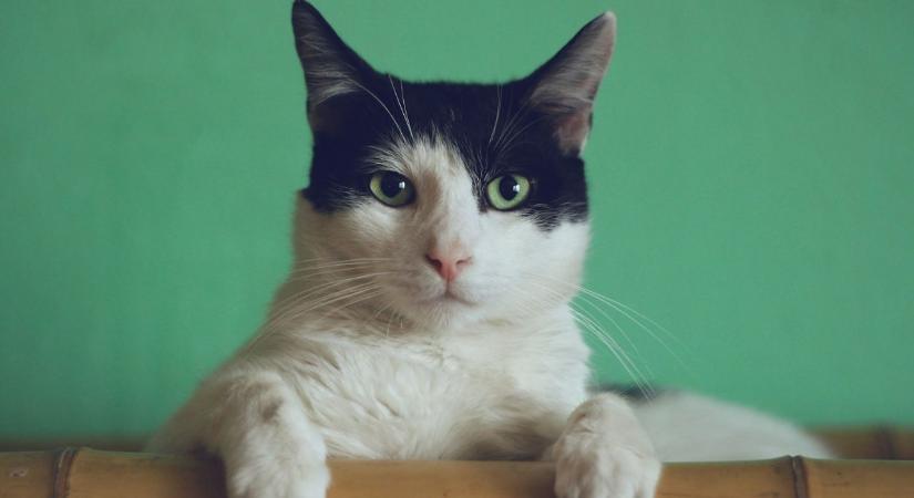 Így mutatják ki a macskák a szeretetüket: jelek, hogy te vagy a kedvencük