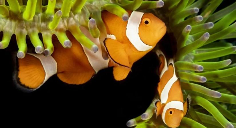 Némó nyomában: kiderült mit jelentenek és miért tűnnek el a bohóchal csíkjai