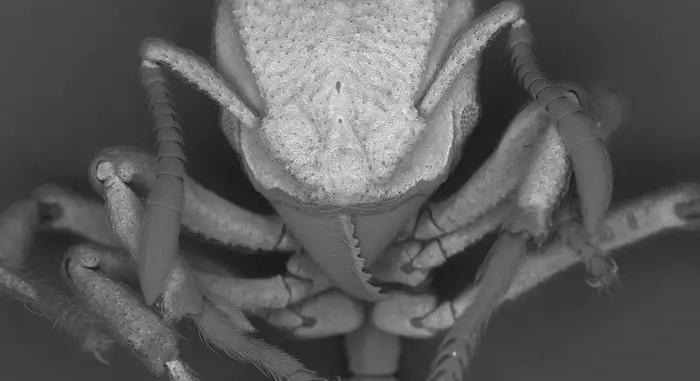 Kőpáncélt készítenek a szén-dioxidból a gombatermesztő hangyák