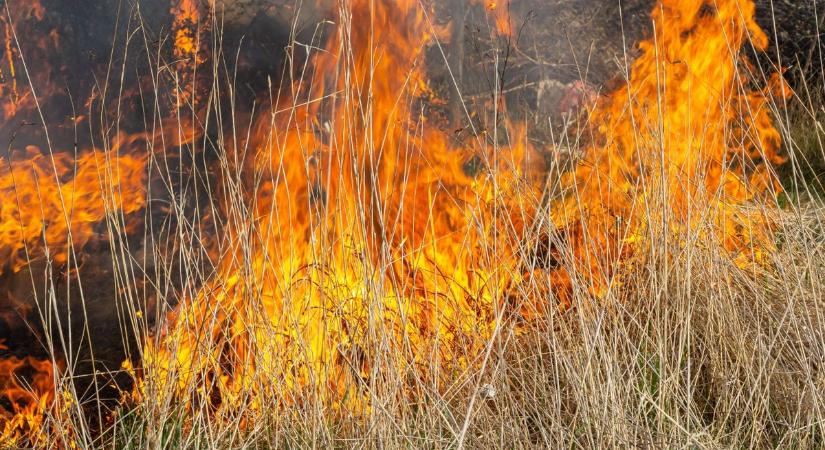 Öt hektáron égett az avar és a gaz Akasztónál