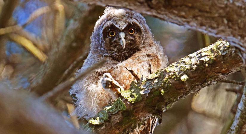 Vajon mi adja azt a furcsa hangot a sötétben? Akár te is lehetsz megfigyelő