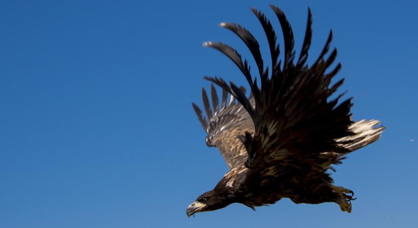 Fontos számlálást tartottak Magyarországon: elkészült a nagy leltár