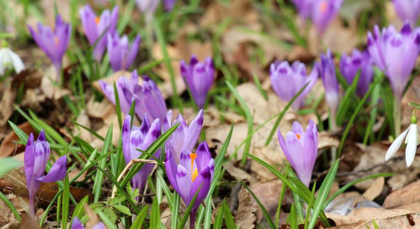 Elképesztő fotókon a tavaszi virágtenger: hihetetlen krókuszszőnyeg borítja a zalai parkerdőt
