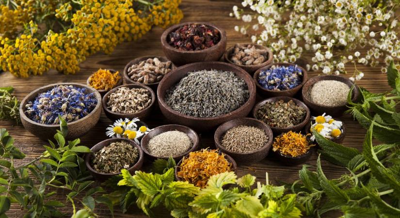 30 ezer hektárnyi lehetőség: A gyógynövénytermesztés lehet az új kitörési pont?