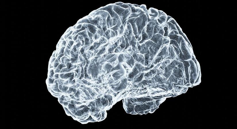 Sokkoló: 8 centis élő férget találtak egy ausztrál nő agyában