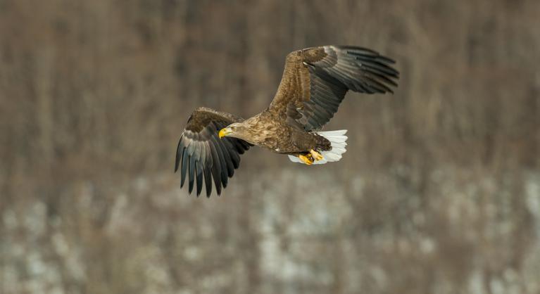 Elkészült a sastérkép: 23 ezer ragadozó madár telel nálunk