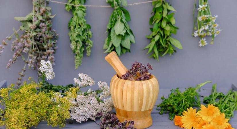 AM: középpontban a gyógynövények szerepe és védelme