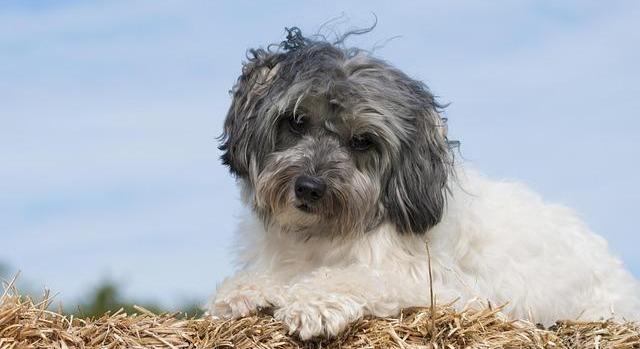 Mi kerül a kutya tányérjába? Itt a kutyaszalámik tesztje!