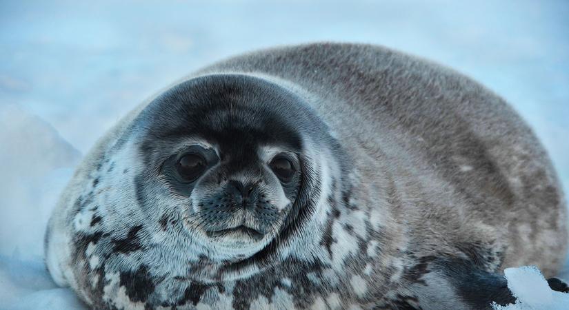 Veszélyben az északi-sarki gyűrűsfókák - Miért lesz méreg a saját zsírjukból?