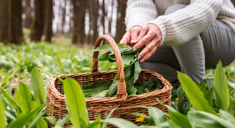 Ingyen terem a hazai erdők szuperkincse: indul a medvehagyma-szezon, mutatjuk a tuti lelőhelyeket