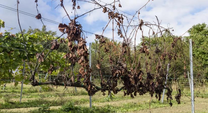 Súlyos járvány Zalában, szinte az egész vármegye zárlat alá került