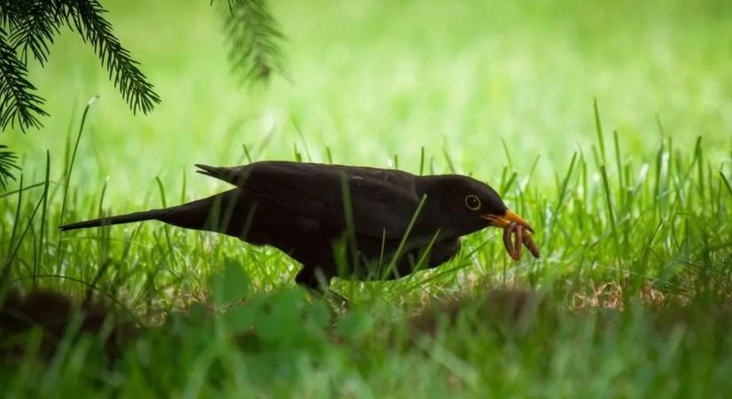 Mit jelent, ha rendszeresen száll fekete rigó a kertedbe?