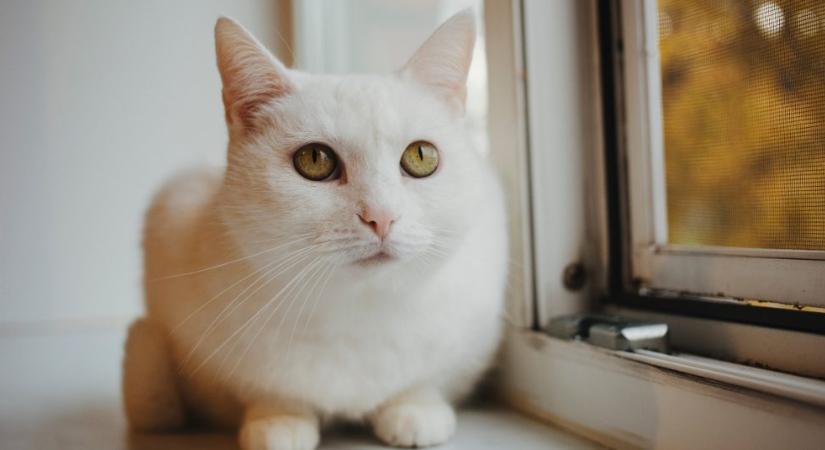 Így sose szellőztess macska mellett: elrettentő képeken a következmény