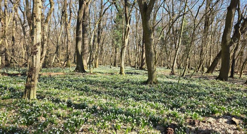 Tavaszi tőzike-tenger Csáfordjánosfánál – amikor fehér csengők lepik el az ártéri erdőt