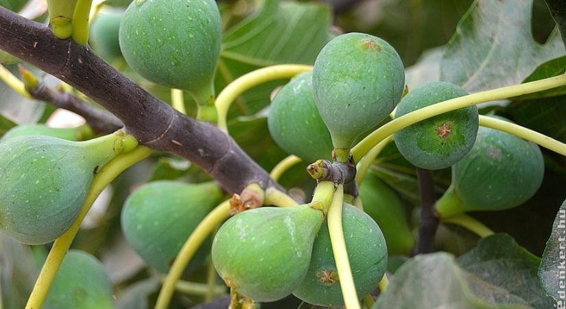 Mikor kell metszeni a fügét? Elmondjuk