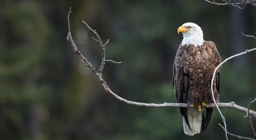 Elkészült a 2026-os sasleltár