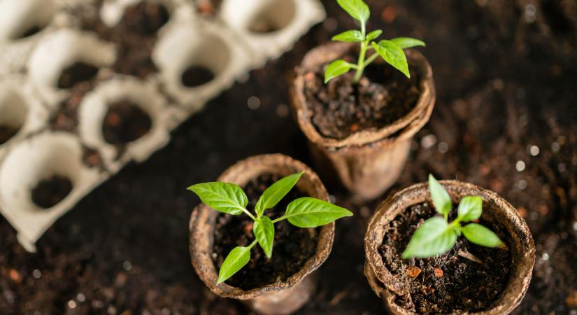 5 zöldség, amit március elején kell elvetni