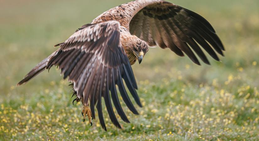 Nem is gondolnád, hány sasmadár él a Kárpát-medencében: most megszámolták őket