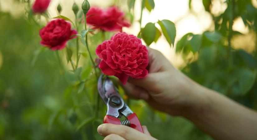 5 trükk a tavaszi metszéshez, amitől a kerted virágba borul