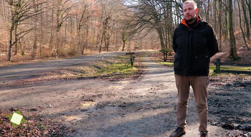 Teljes útzár Orfű felé: munkában a Mecsekerdő, 700 balesetveszélyes fát vágnak ki - VIDEÓ!