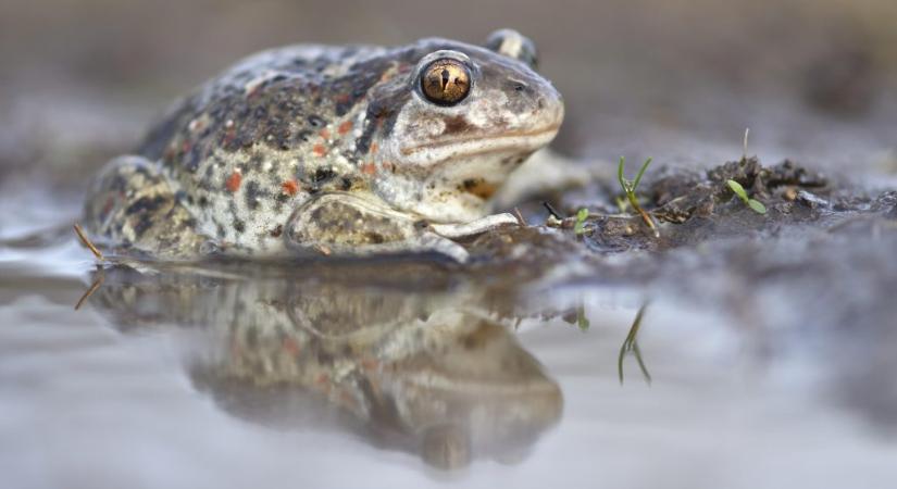 Indul a kétéltűek vándorlása, számos védett állat kerülhet veszélybe