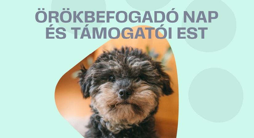 Örökbefogadó nap és támogató est a gazdátlan állatokért az Akvárium Klubban