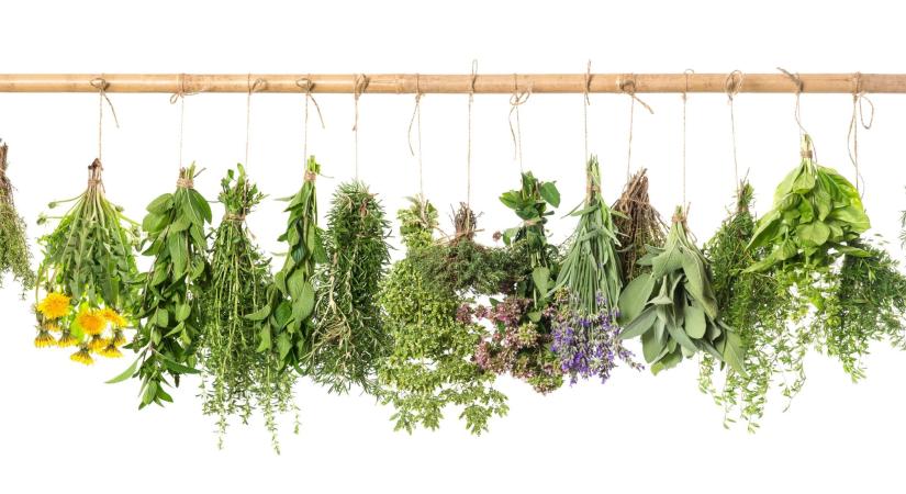 Középpontban a gyógynövények szerepe és védelme