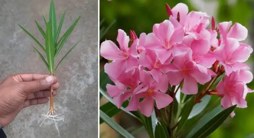 Ez a 4 legfontosabb lépés tavasszal, hogy a leandered egész nyáron ontsa a virágot