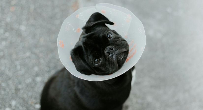 Állatorvos figyelmeztet: Veszélyes a TikTok-trend a kutyáinkra