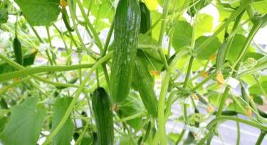 Február végén bezuhant a kígyóuborka ára Lengyelországban