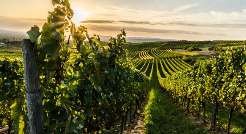 Durva, mennyibe kerül itt egy hektár szőlő: százmilliókat fizetnek érte